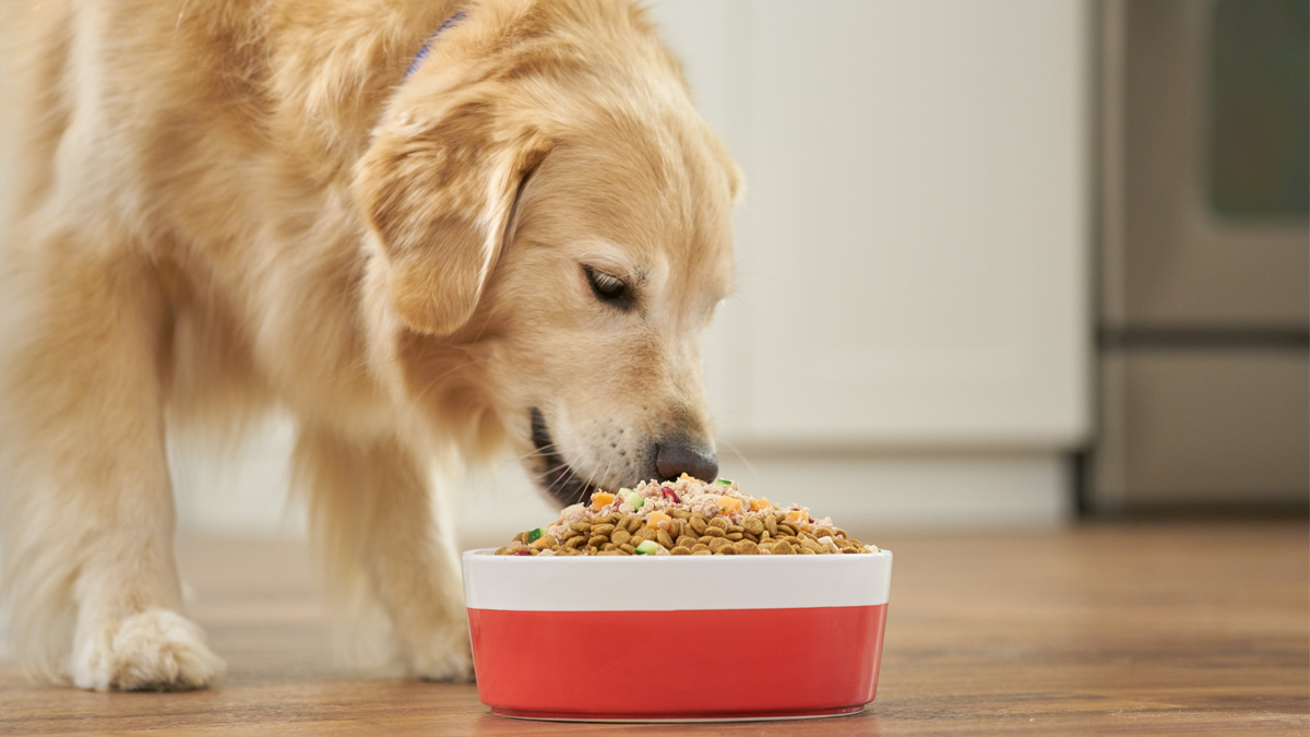 6 Tips to Help Your Overweight Dog Lose Weight 2024 Guide Richannel
