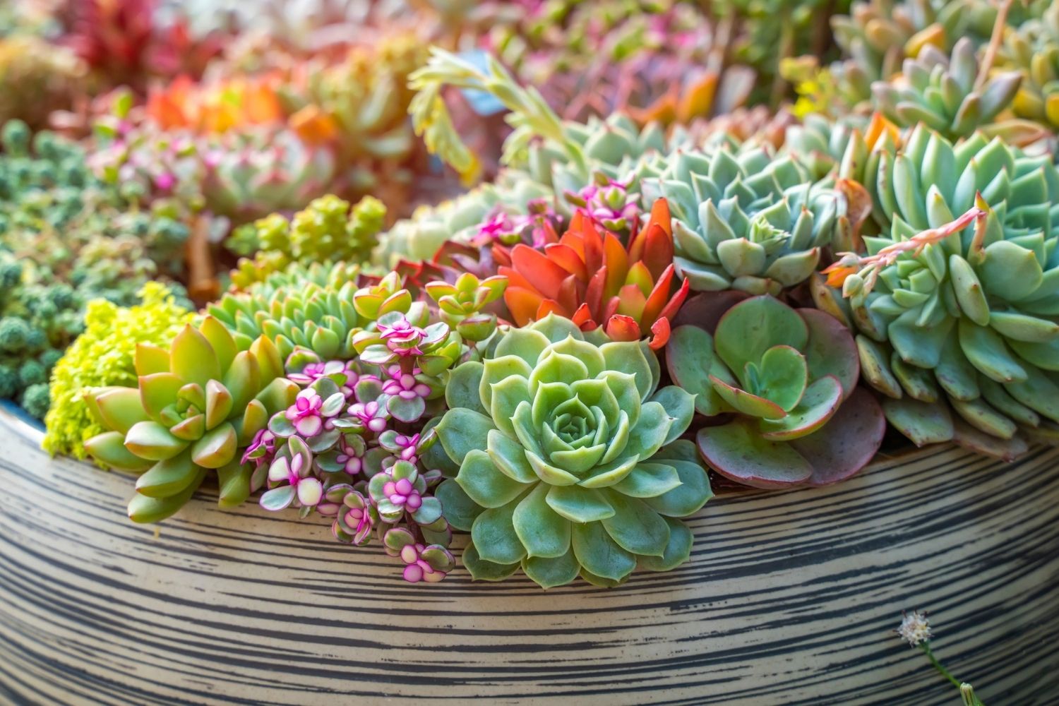 How To Keep Your Outdoor Succulents Alive And Thriving Richannel how-to-keep-your-outdoor-succulents-alive-and-thriving-richannel