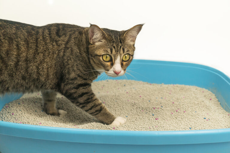 How Do You Get An Older Cat To Use A Litter Box? Richannel