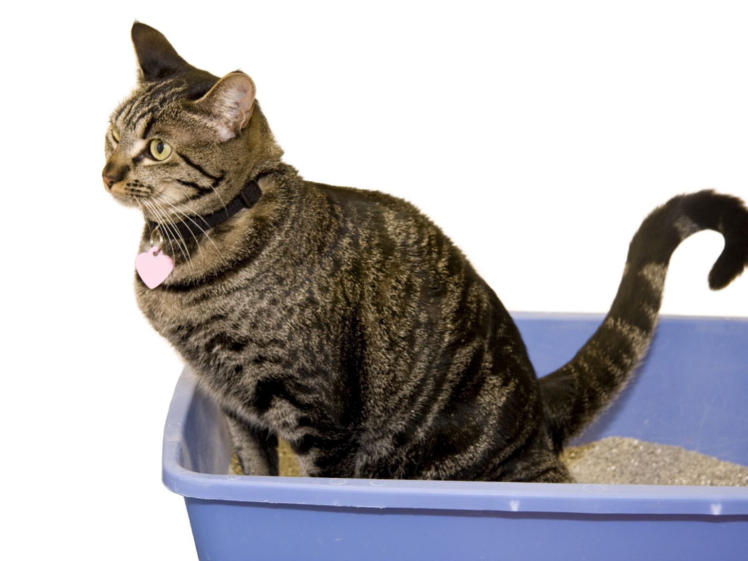 How Do You Get An Older Cat To Use A Litter Box? Richannel