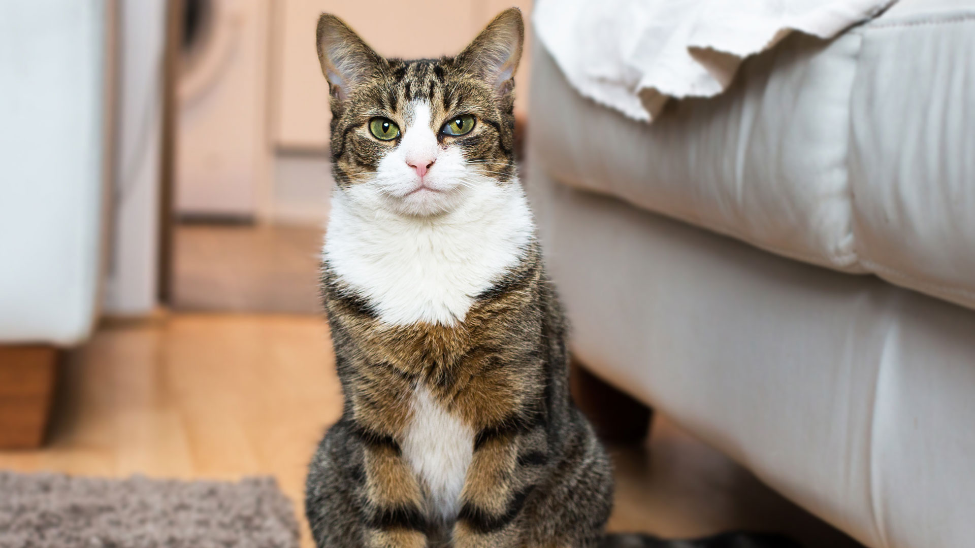 How Do You Get An Older Cat To Use A Litter Box? Richannel