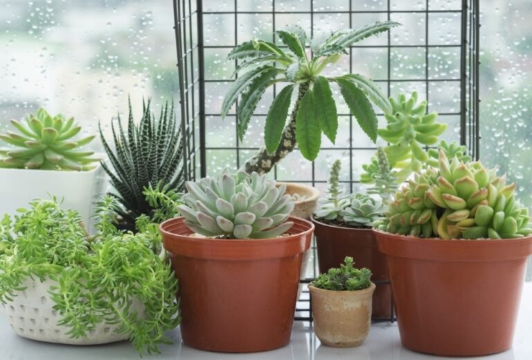 Should You Bring in Your Succulents for Winter or Cold Weather? Richannel