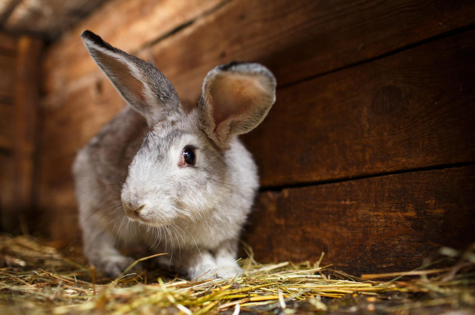 Can You Leave A Rabbit In A Hutch All Day? Richannel