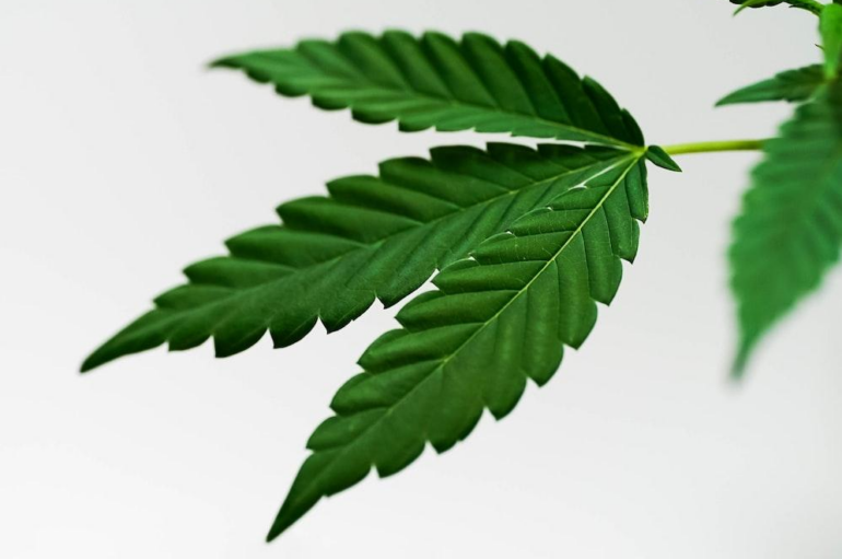 Cannabis Leaf. Depiction of CBD product in an article about Broad Spectrum or Full Spectrum CBD
