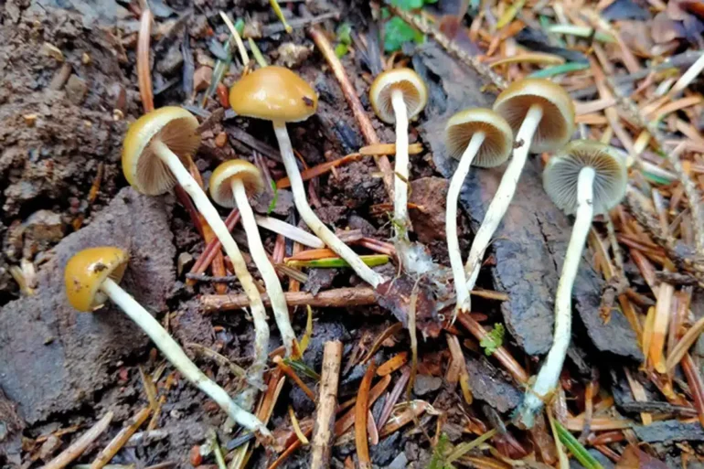 psylocibe mushrooms. Medicinal benefits of hallucinogen mushrooms