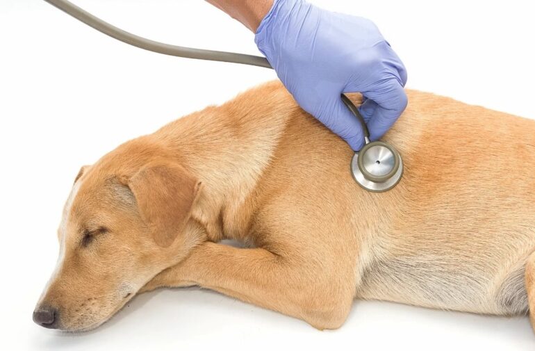 Pet First Aid Certification