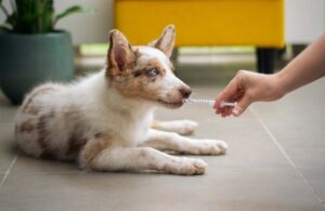 Pet First Aid
