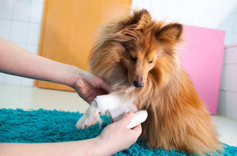 Human bandage a shetland sheepdog in bathroom