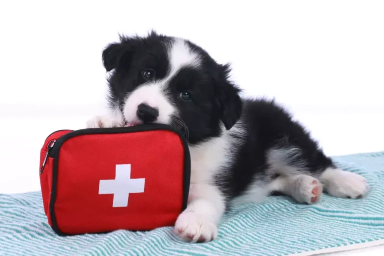 Pup with red cross bag