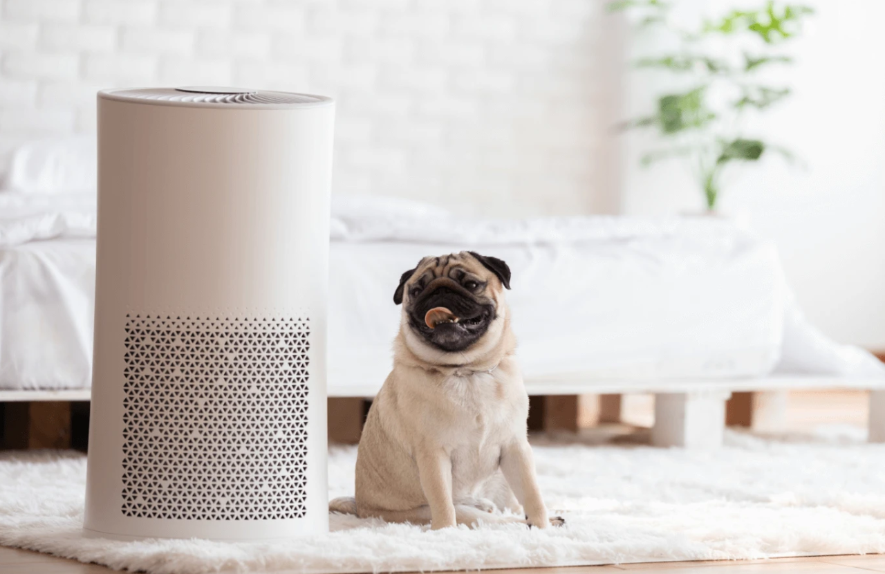 Do Air Purifiers for Dogs Really Work? Unveiling the Truth Richannel