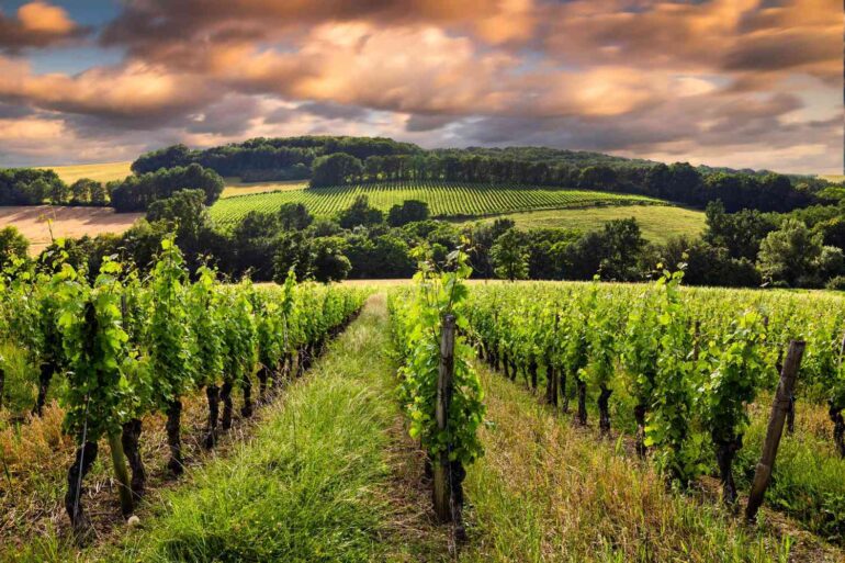 Bordeaux Wine Trails