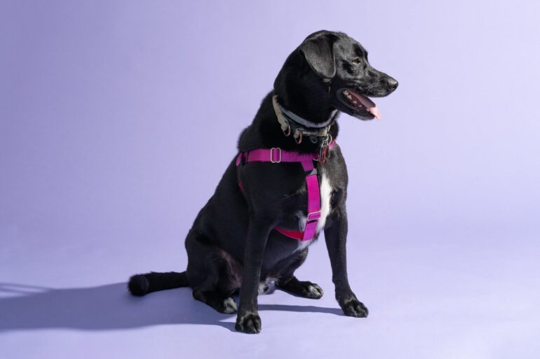 Types of Dog Harnesses & How to Choose One