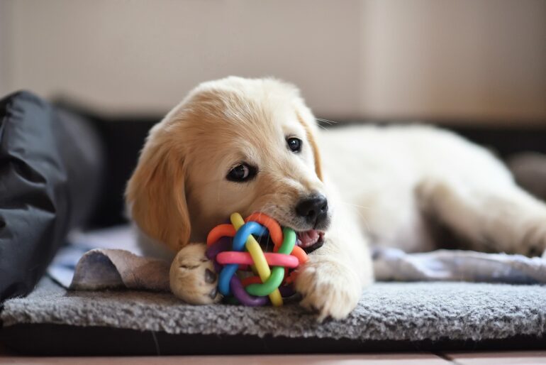 Selecting Dog Toys That Last