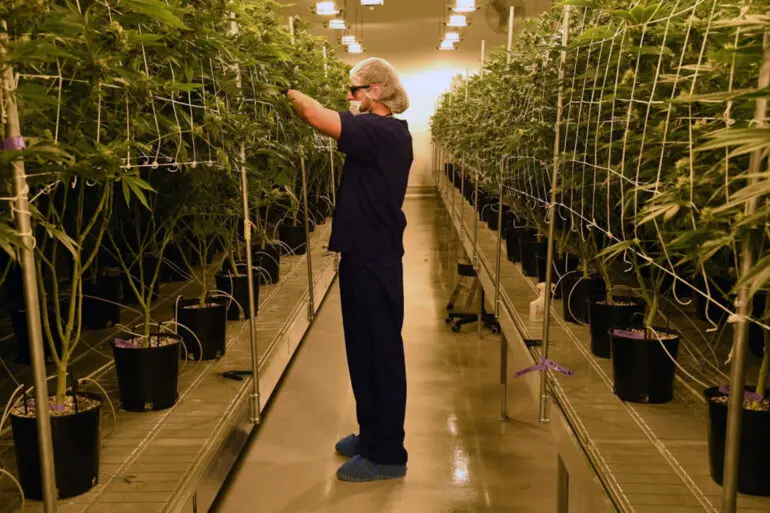 Marijuana Cultivation Center In Nevada Ramps Up Production As State Legalizes Recreation Use Of Weed