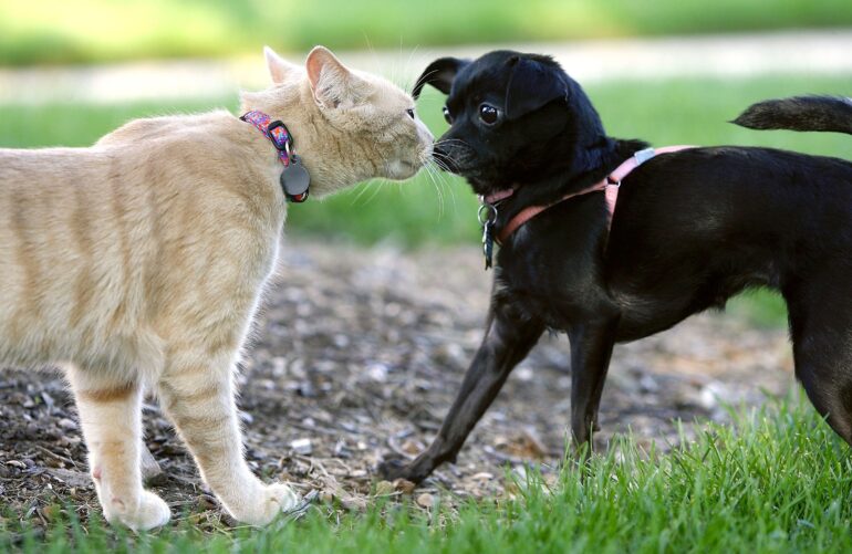 Washington National Cathedral Holds Annual Blessing Of The Animals