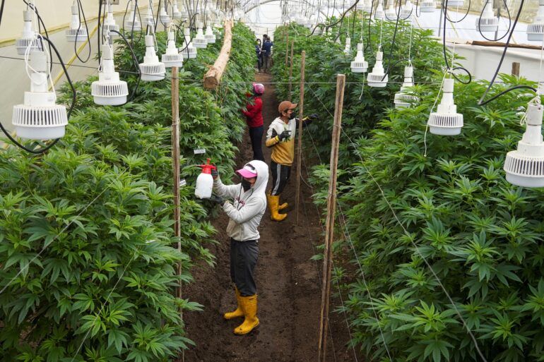 cannabis flower production