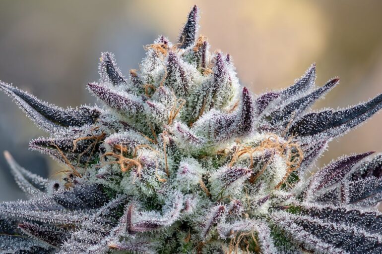 View of a purple cannabis plant against a green background