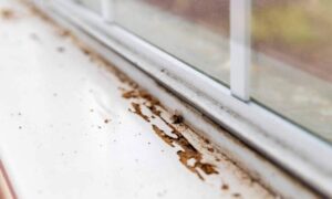 Crucial Early Signs Of Termite Infestation: Detect And Protect Your ...