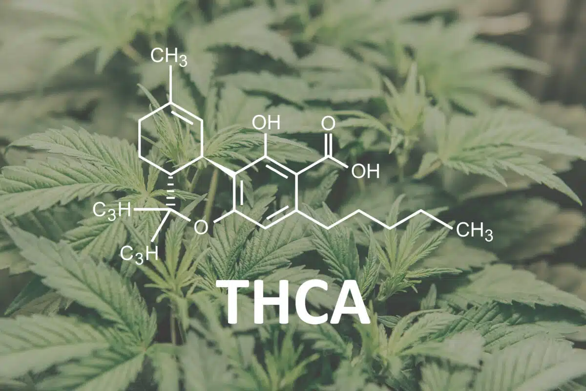 What Is THCA? Demystifying The Potent Cannabis Compound - Richannel