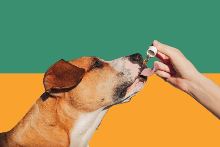 Giving CBD to dogs