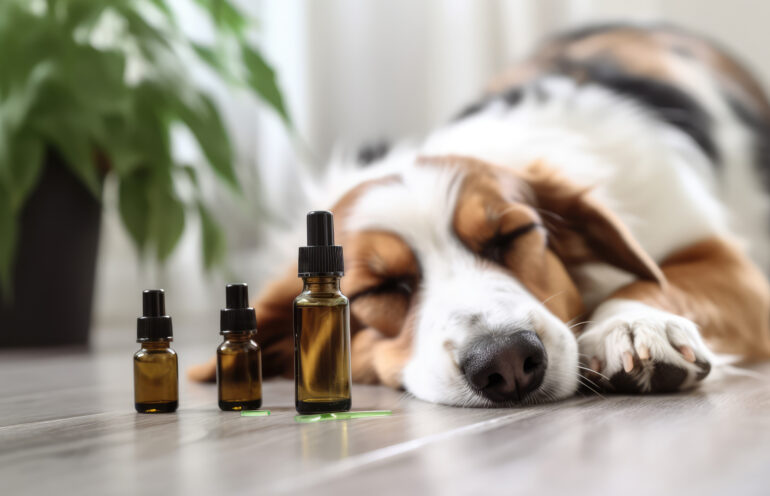 How CBD Oil Can Benefit dogs
