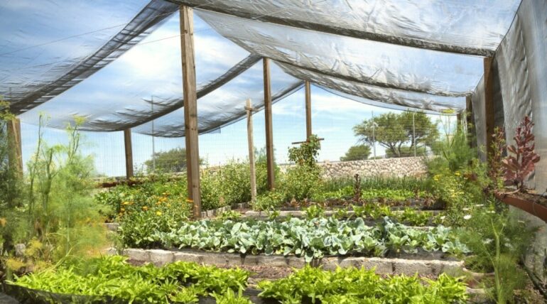 What Color Shade Cloth is Best for Vegetable Garden