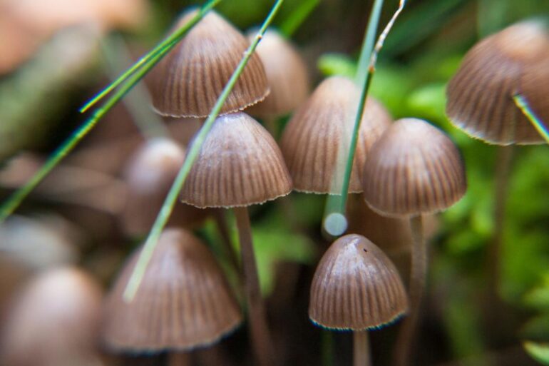 Psilocybin as the Remedy for Depression