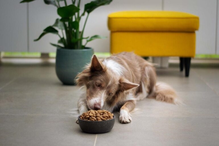 dog look on food bowl