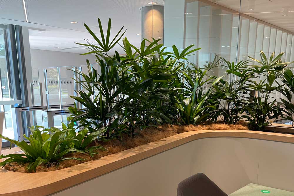 Indoor Plants for office