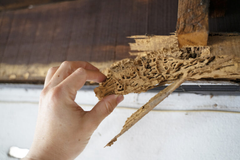 6 Tried and Tested Tips to Keep Your Home Termite Free - Richannel