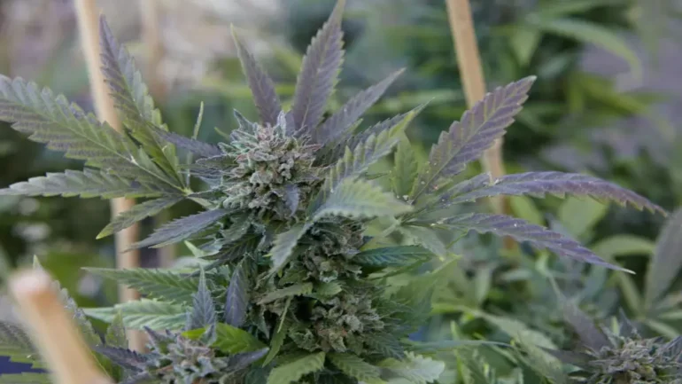 Cannabis Seeds for Outdoor Growing