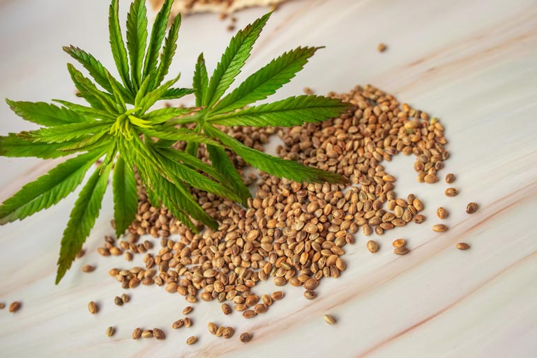 Choosing the right cannabis seed